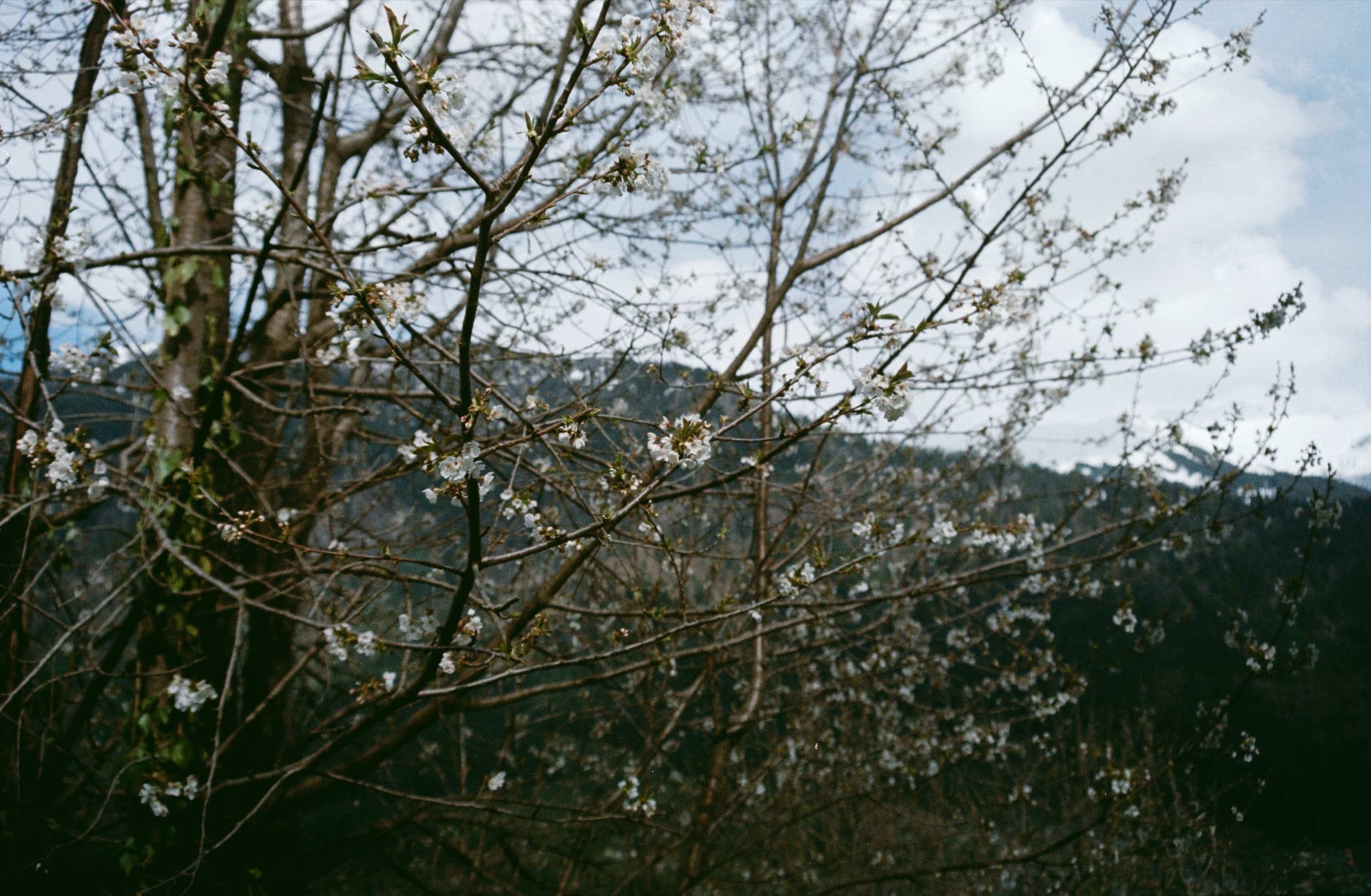 Bare trees across the valley, Manali