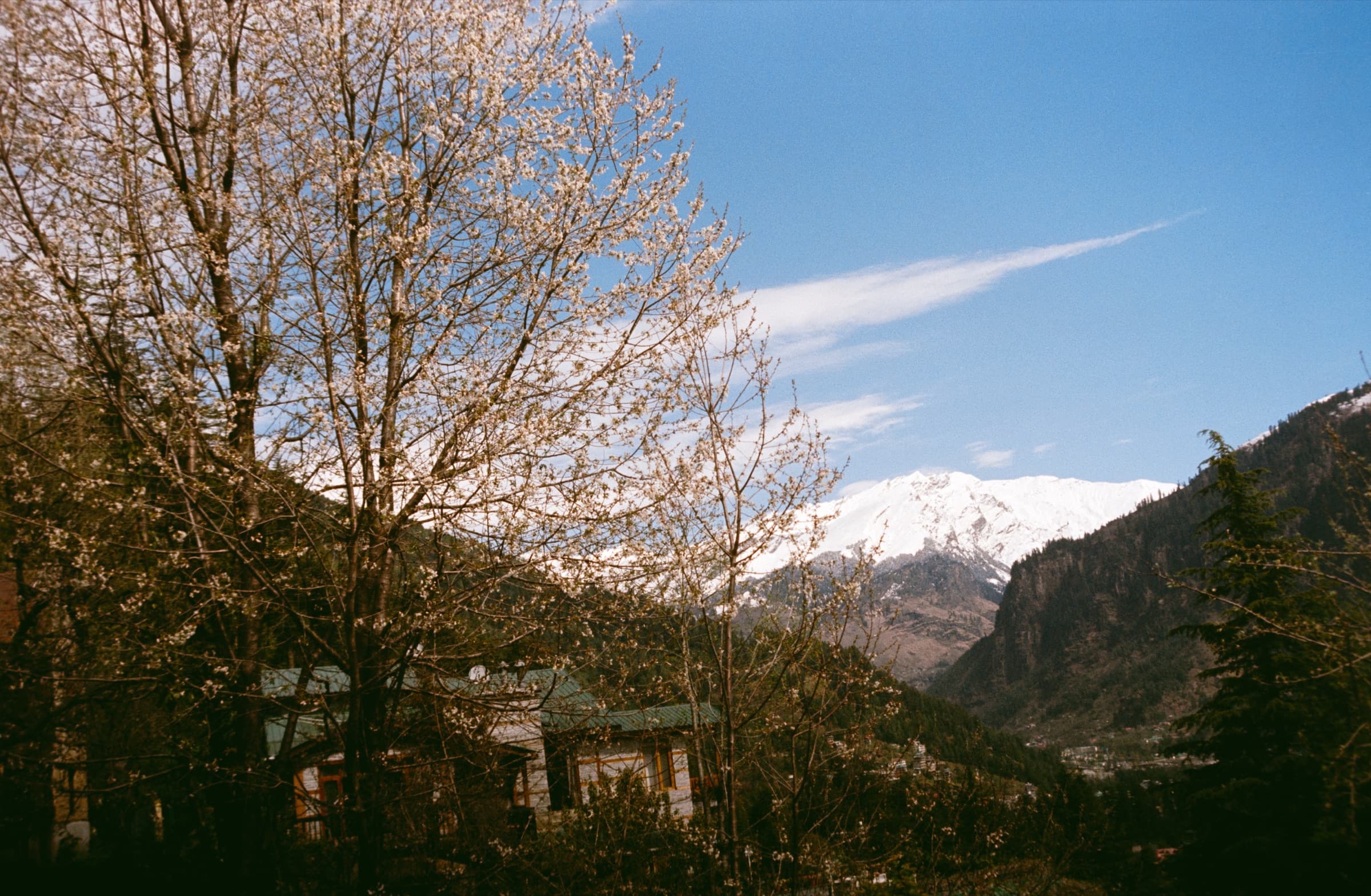 Tree line against the peaks, Manali