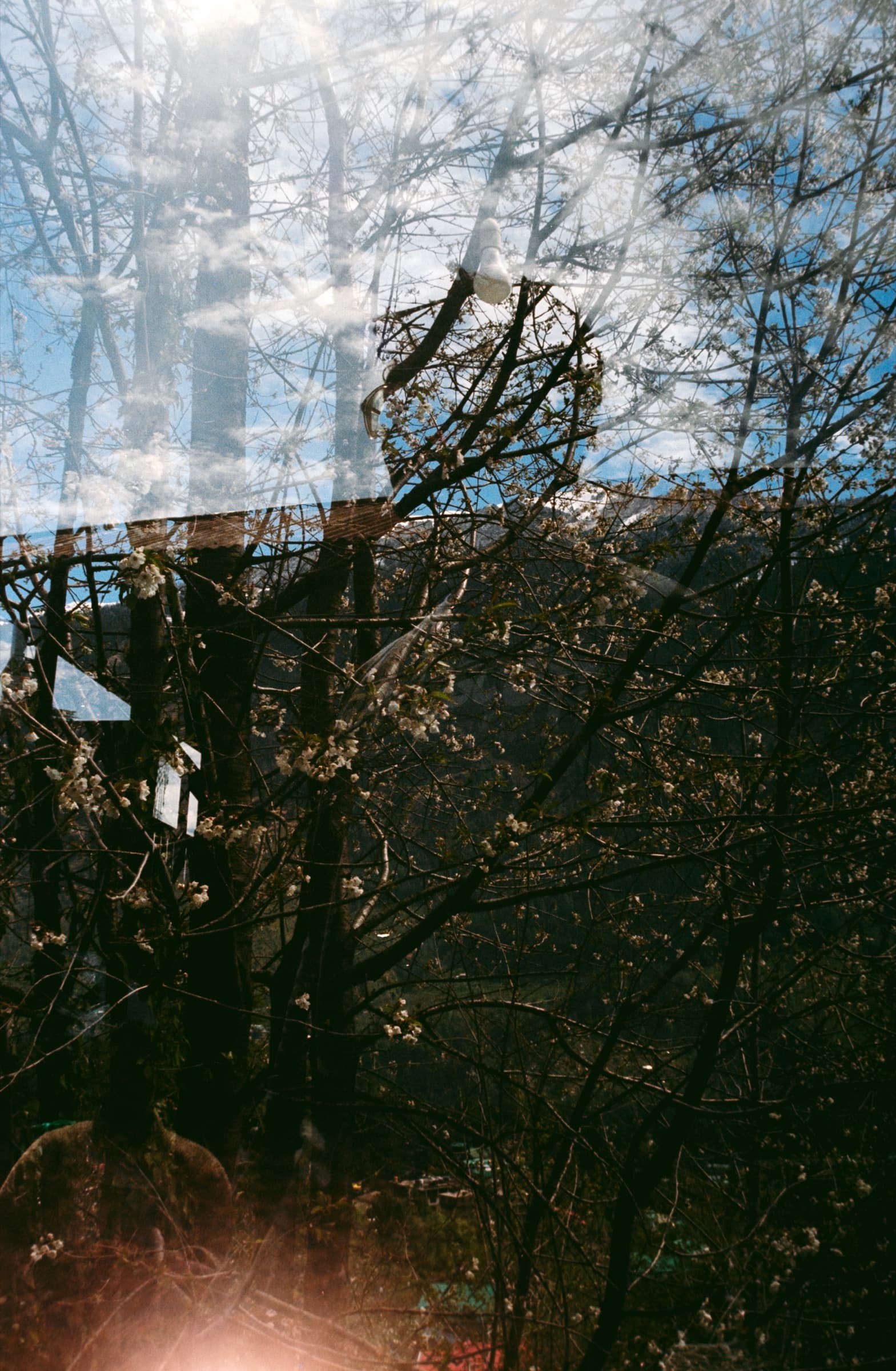 Rooftops through the trees, Manali