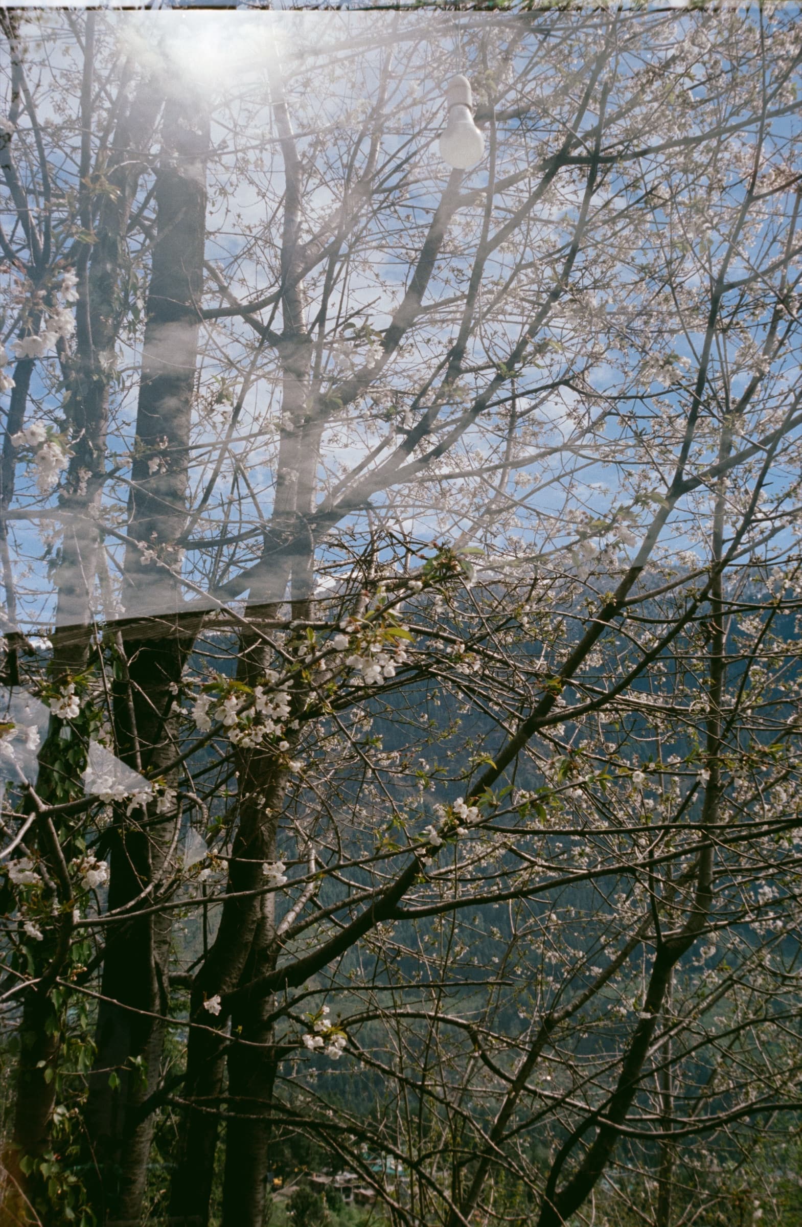 Bare branches, Manali
