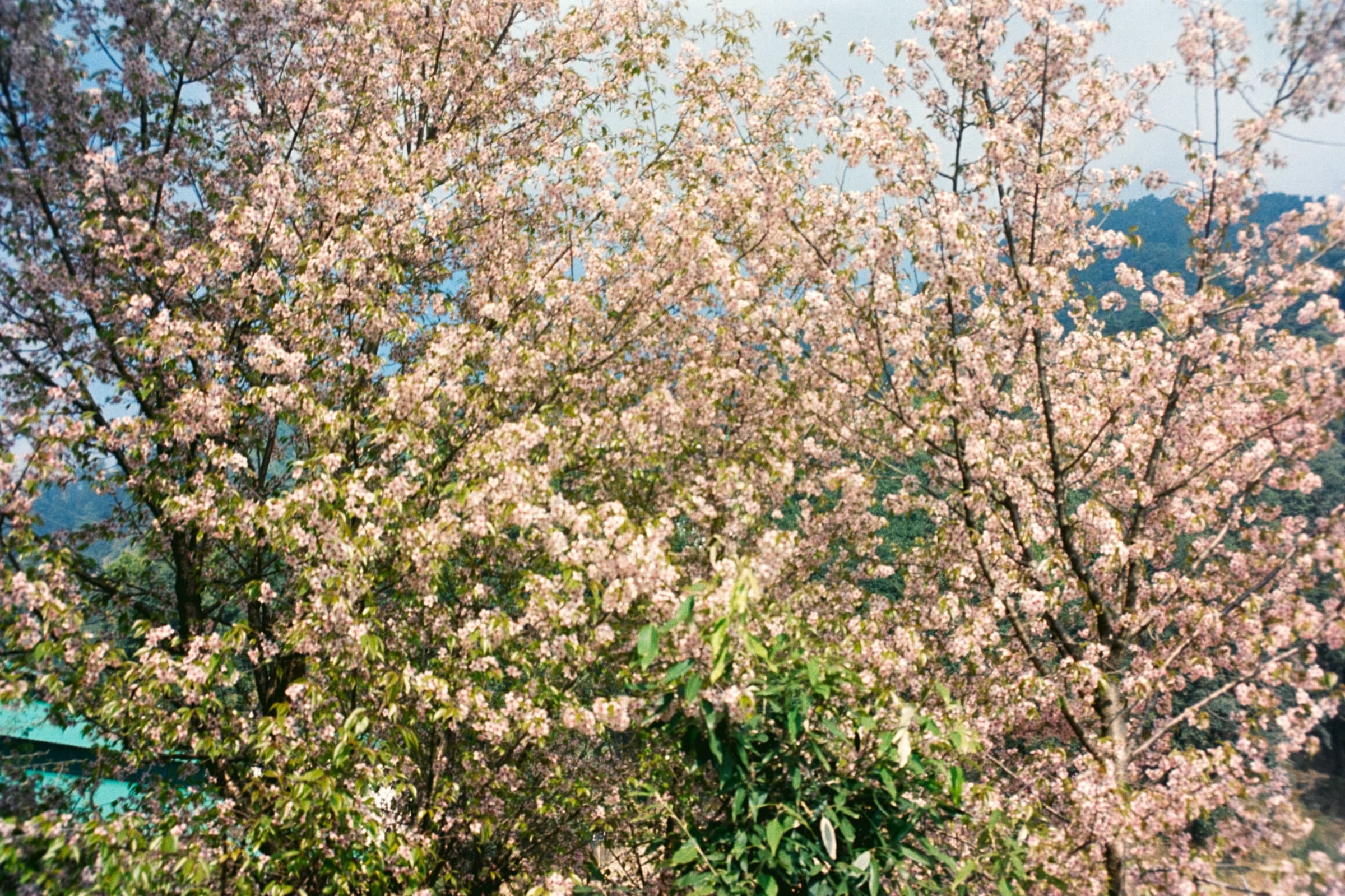 Cherry blossoms over the hills, Dharamshala