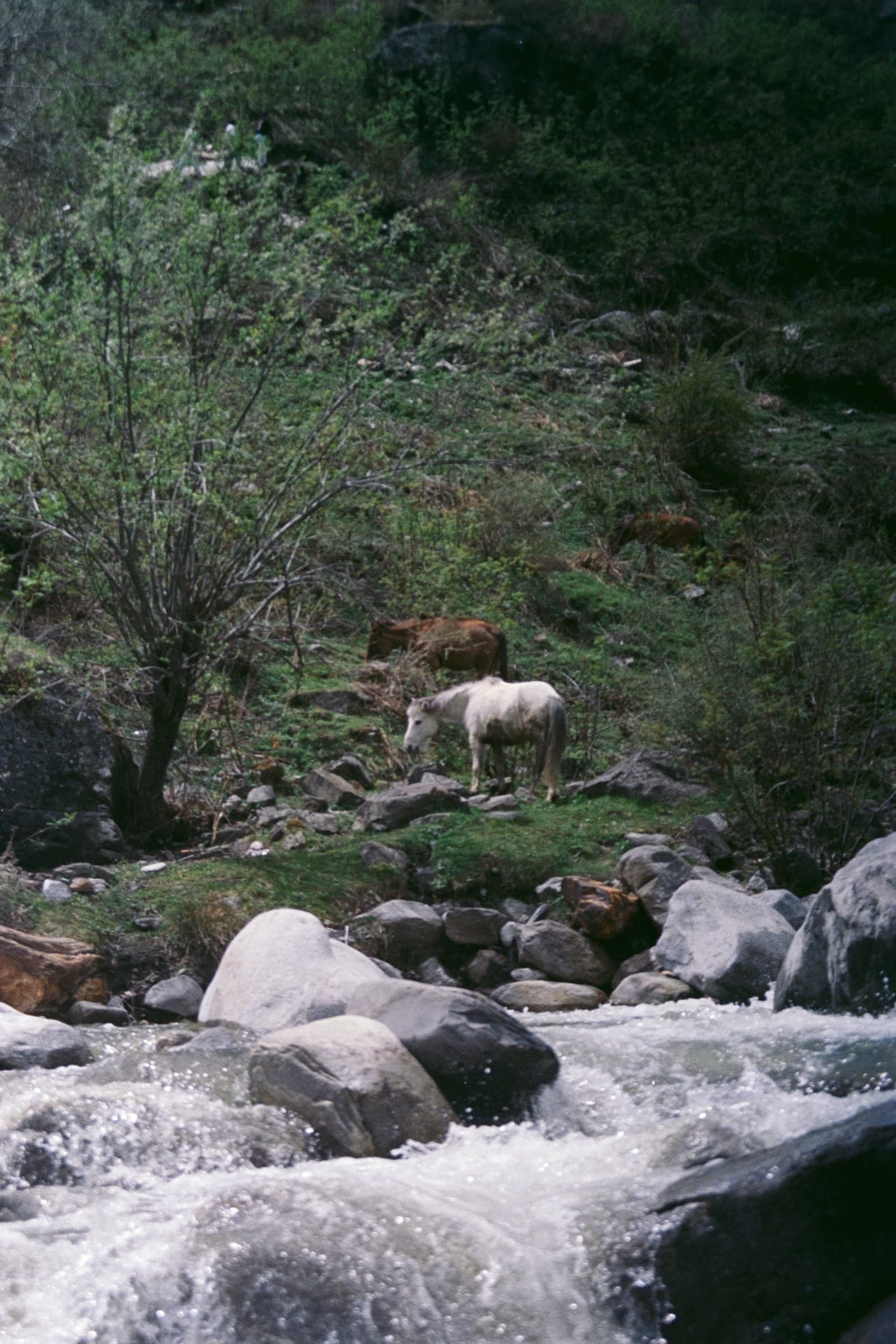 The stream through the trees, Manali
