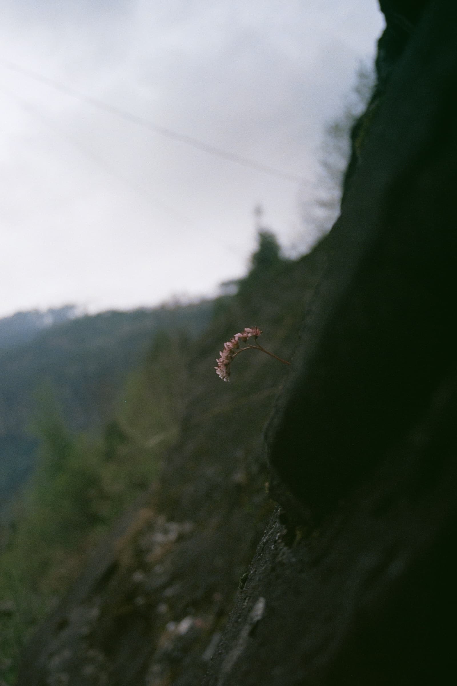 Mountainside, Manali