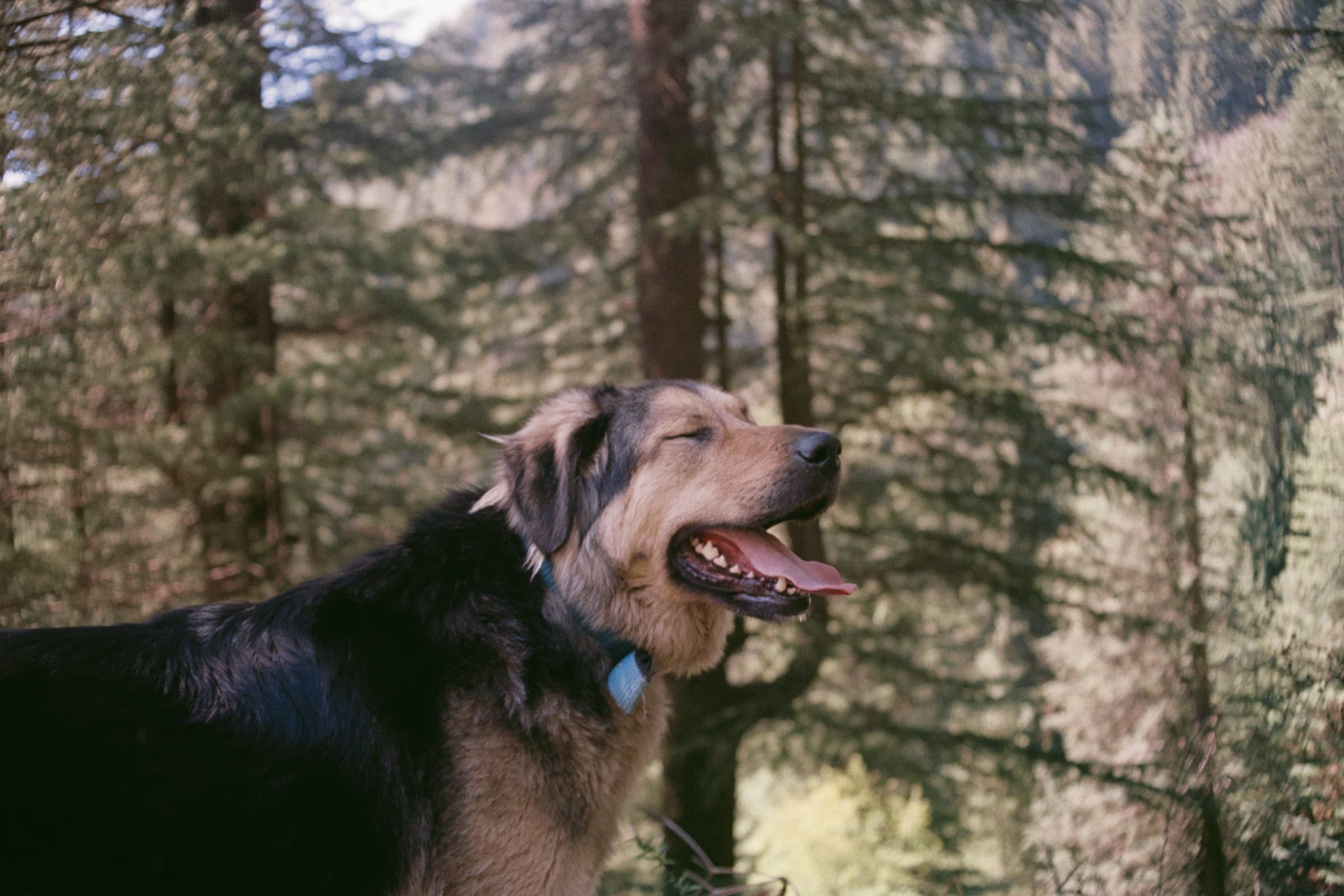 A dog in the forest light, Manali